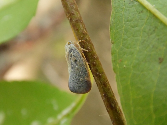 Microlepidottero da determinare - Metcalfa pruinosa